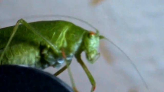 Кузнечик вышел погулять,,,, смотреть онлайн