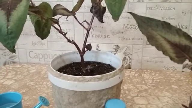 Горец ред дракон. 03.05.2018. смотреть онлайн