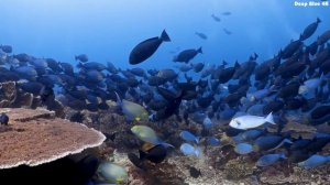 Aquarium 4K (VIDEO UHD) - The Awe-Inspiring Beauty of Marine Life - Stunning Aquarium Relax Music