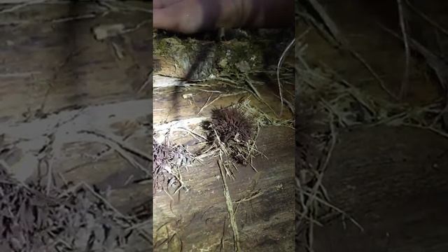 Stemonitis axifera spores смотреть онлайн