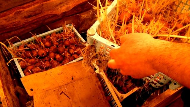 КАК ПРАВИЛЬНО ПРОРАЩИВАТЬ КАРТОФЕЛЬ ДЛЯ ПОСАДКИ С ПОМОЩЬЮ ДОЖДЕВЫХ ЧЕРВЕЙ В ВЕРМЕРЕАКТОРЕ ДЕНДРОБЕН смотреть онлайн