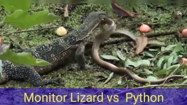 Bat Monitor Lizard Python, Predator Of Dimangs смотреть онлайн
