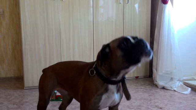 We wish you a Merry Christmas, Dog Boxer Song. Новогодняя песня собаки боксера смотреть онлайн