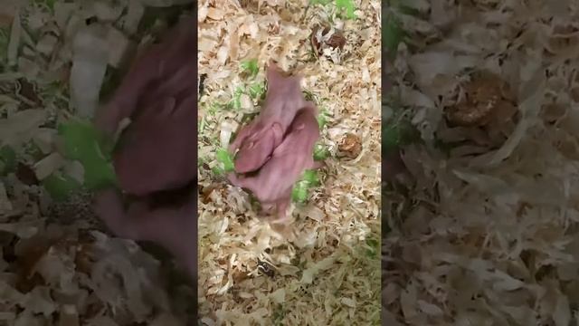 Хомячки на пятый день после рождения смотреть онлайн