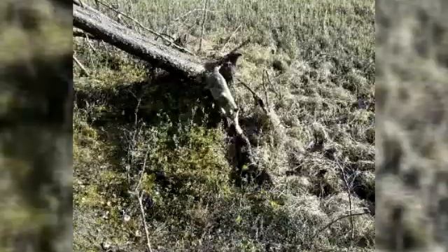 ? моё любимое животное ? смотреть онлайн