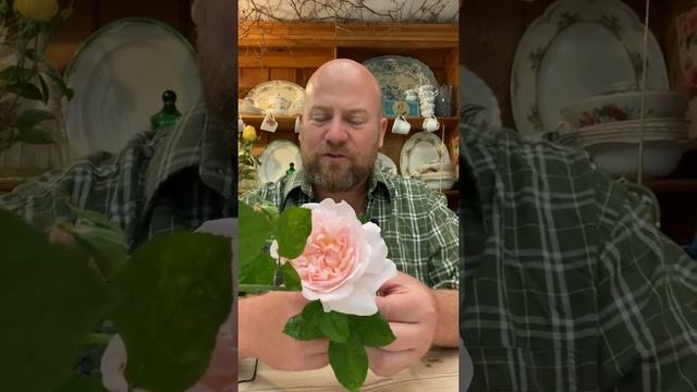 Personal review of rose “Eglantine” from @david_austin_roses #gardenerben смотреть онлайн