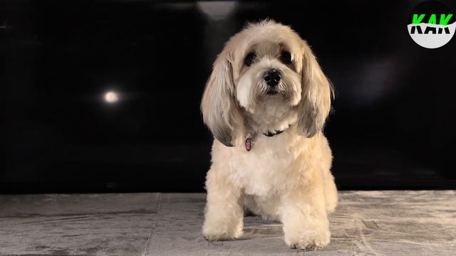 КАК Найти и Установить Классные Обои на Телефон 2020 смотреть онлайн