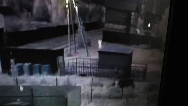 VID 380 Зайцы под камерой