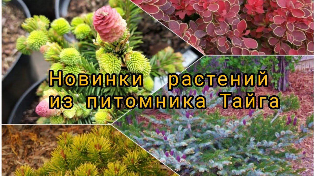 Новинки редких хвойных и не только растений в моём саду! Питомник ТайгаИюнь 2023 смотреть онлайн
