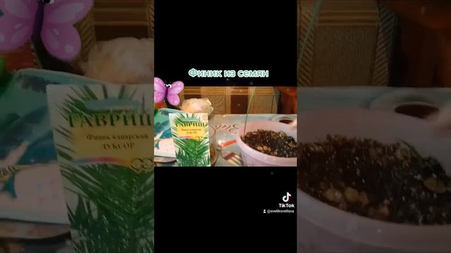 ❤💙💚Финик из семян.💜💛💚 смотреть онлайн