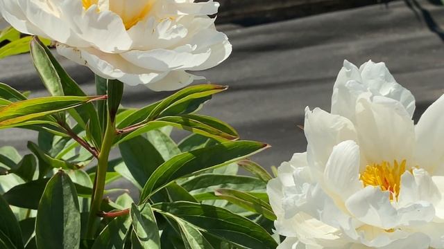 Белый и розовый - пионы CLOWN и ALLAN ROGERS / Сад Ворошиловой смотреть онлайн