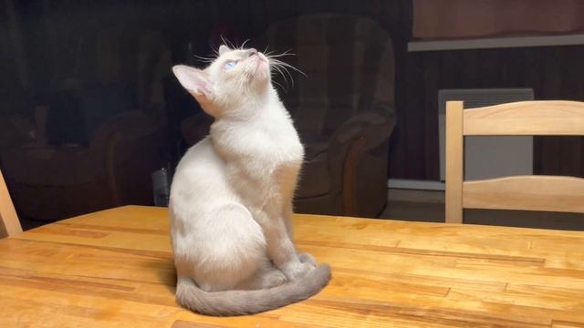 Наш КОТЕНОК - Тайская кошка из первоклассного питомника Тайская Легенда / г. Москва / . НАШ ВЫБОР ! смотреть онлайн