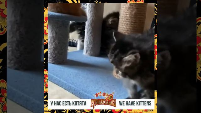 Сибирские котята | Питомник "РУССКАЯ ЗАБАВА" | Cattery "of Russkaya Zabava" | Siberian kittens смотреть онлайн