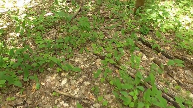 Белые грибы и подосиновики! Конец июня. смотреть онлайн