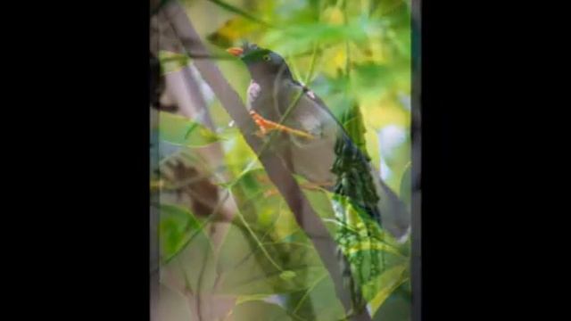 Canon 1200d photo performance смотреть онлайн