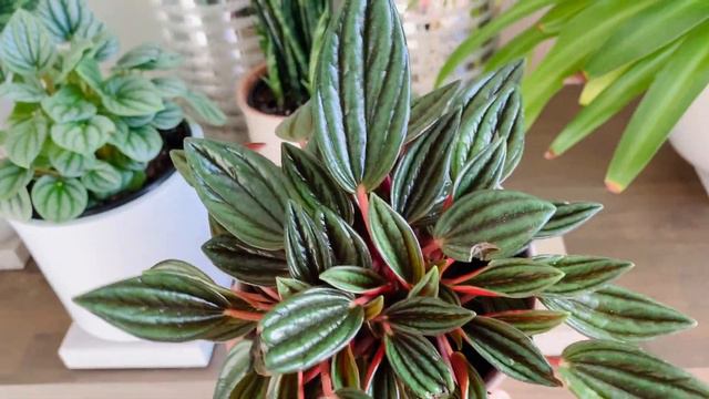My "Blue" Houseplant Tour: January 2021 🌱🪴😍 смотреть онлайн