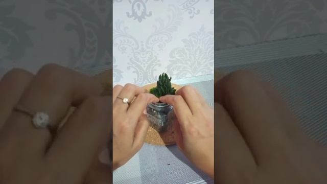 DIY SUKULEN mini dan lumut yg imut kayak #tanamanhias смотреть онлайн