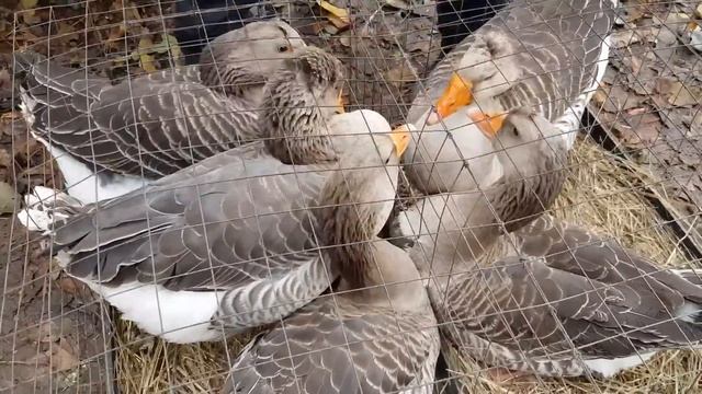 Ярмарка Кропоткин 26.11.2023. смотреть онлайн