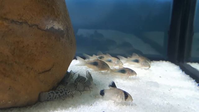 КОРИДОРАС. СОДЕРЖАНИЕ И РАЗВЕДЕНИЕ. Corydoras Aeneus