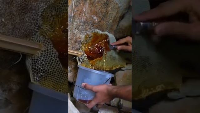 Дикий мёд от диких пчёл смотреть онлайн
