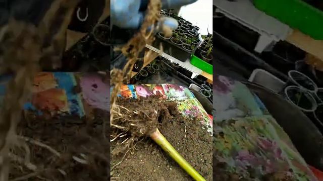 Банан смотреть онлайн