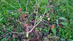 ПЛОДЫ КУДРАНИИ ПОСЛЕ МОРОЗА