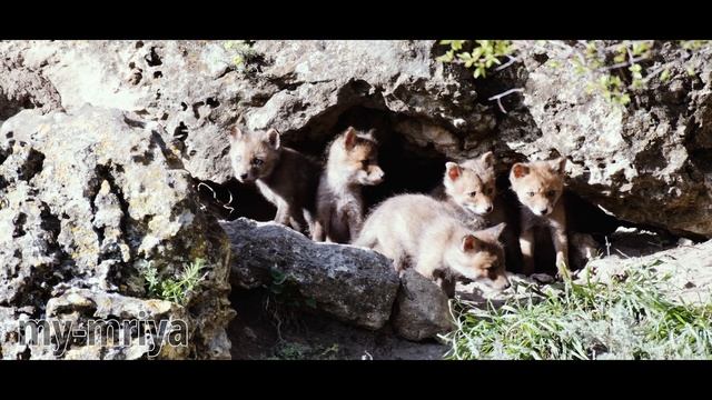 Лисята возле норы. смотреть онлайн