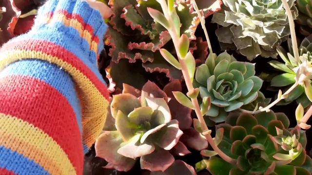 Tour 1 pela coleção de Suculentas atualizado ! #copos descartáveis смотреть онлайн