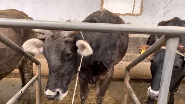 Ала-Тоо, Швиц, Голштина, Ангус бооз уйлар сатылат +996500943132 Мына уйдун гүлдөрү смотреть онлайн