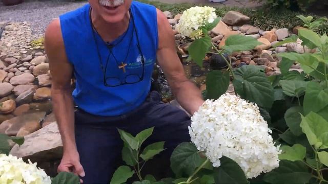Incrediball Hydrangea смотреть онлайн