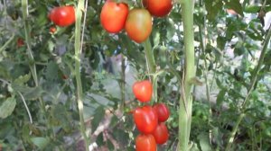 Сорт -"ЛОСЬ". Томаты от Фёдора.