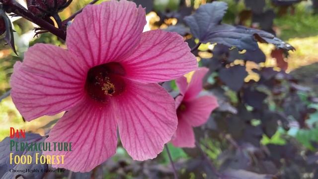 WHAT IS CRANBERRY HIBISCUS | Hibiscus Acetosella смотреть онлайн