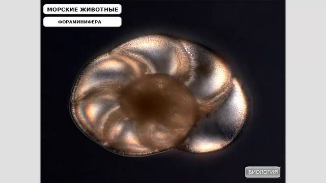 Отличие многоклеточного организма от одноклеточного смотреть онлайн