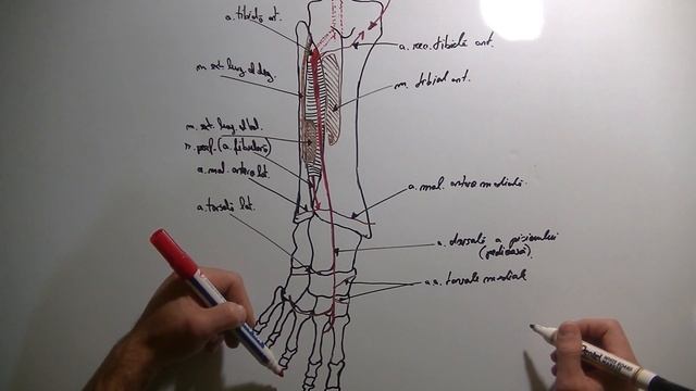 Artera Tibială anterioară смотреть онлайн