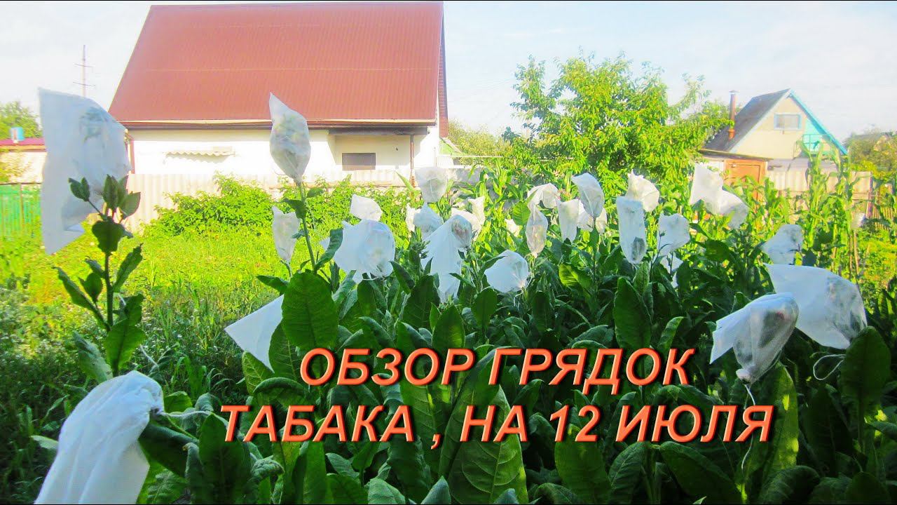 ДНЕВНИК ТАБАКОВОДА № 27 ( 12 .07 Обзор грядок табака ) ТАБАК