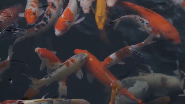 The Best Japanese Shakuhachi Bamboo Flute Music | Wonderful Koi Carp Fish смотреть онлайн