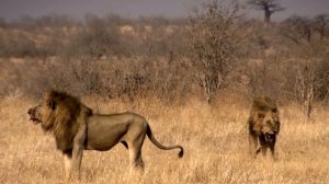 На что способен Прайд? Самые Опасные хищники в Мире – Львы в деле!