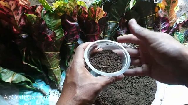 How to propogate croton plants by cuttings (Codiaeum variegatum) смотреть онлайн