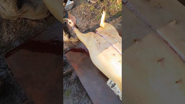 Разделка поросёнка весь процесс смотреть онлайн