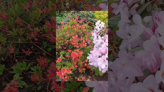 Рододендроны и азалии смотреть онлайн