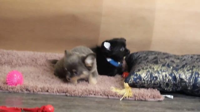 Мини Пёсики - микро чихуахуа смотреть онлайн