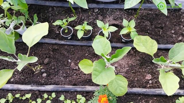 Как организовать КАПЕЛЬНЫЙ ПОЛИВ в теплице смотреть онлайн