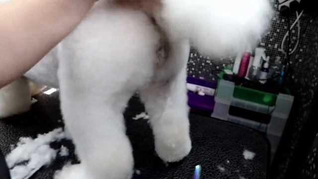 How to Groom a Bichon frise rear leg смотреть онлайн
