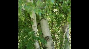 Над Канадой небо синее песня бард Александр Городницкий  автор клипа Зоя Боур-Москаленко