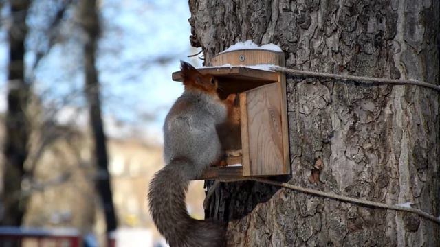 Белочка (Ростов-на-Дону, 22.12.2021) смотреть онлайн