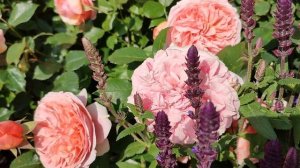 Роза Чиппендейл в Подмосковье