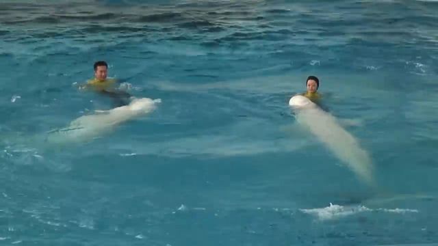 シロイルカショーDelphinapterus leucas show（八景島シーパラダイス） смотреть онлайн