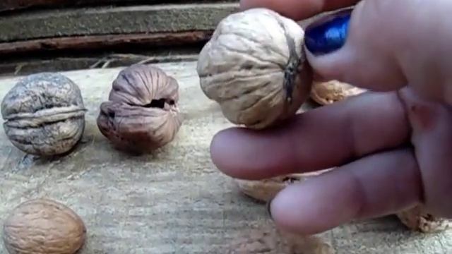 Отвечаю на ваши вопросы, рассказываю подробно! Самое неприхотливое дерево вашего сада: Грецкий орех смотреть онлайн