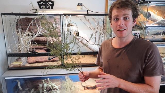 NEW Egernia Depressa Enclosure SETUP!!