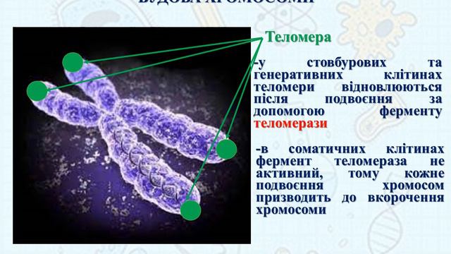 Хромосоми. Каріотип #генетика #біологія #зно #ядро #днк #дистанційне_навчання #biology смотреть онлайн